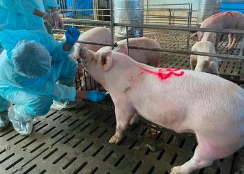 非洲豬瘟襲台！澎縣府應加強消毒畜牧埸並配合禁運禁宰