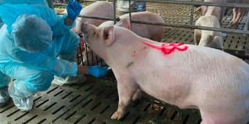 非洲豬瘟襲台！澎縣府應加強消毒畜牧埸並配合禁運禁宰