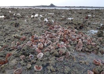 美麗的澎湖「金嶼」竟淪「海膽屠宰場」