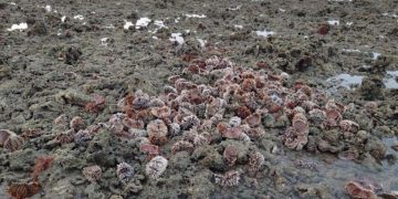 美麗的澎湖「金嶼」竟淪「海膽屠宰場」