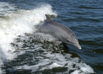 澎湖「海豚村」三隻海豚洄遊，學者建議：應用聲音刺激引導出海！
